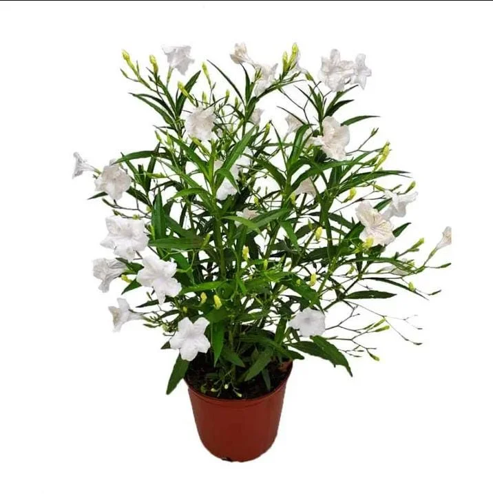 Dwarf White Ruellia Live Starter Plant - 2 Pack, Mexican Petunia, White Flowers, 4-9 Inch Tall - Image 1