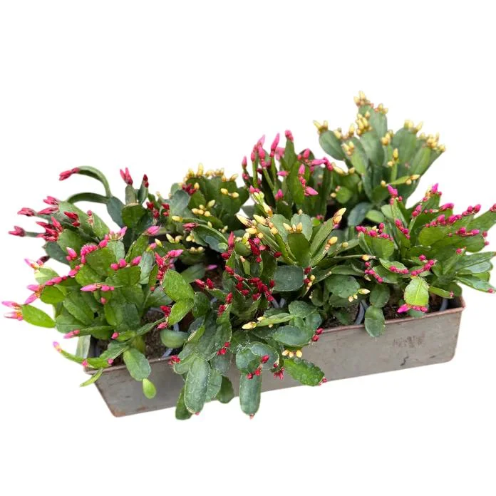 Easter Cactus Live Plant – Rhipsalidopsis gaertneri – Holiday Cactus – 5-7 Inch Tall - Image 2