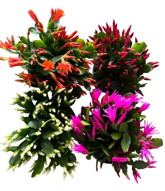 Easter Cactus Live Plant – Rhipsalidopsis gaertneri – Holiday Cactus – 5-7 Inch Tall - Image 1