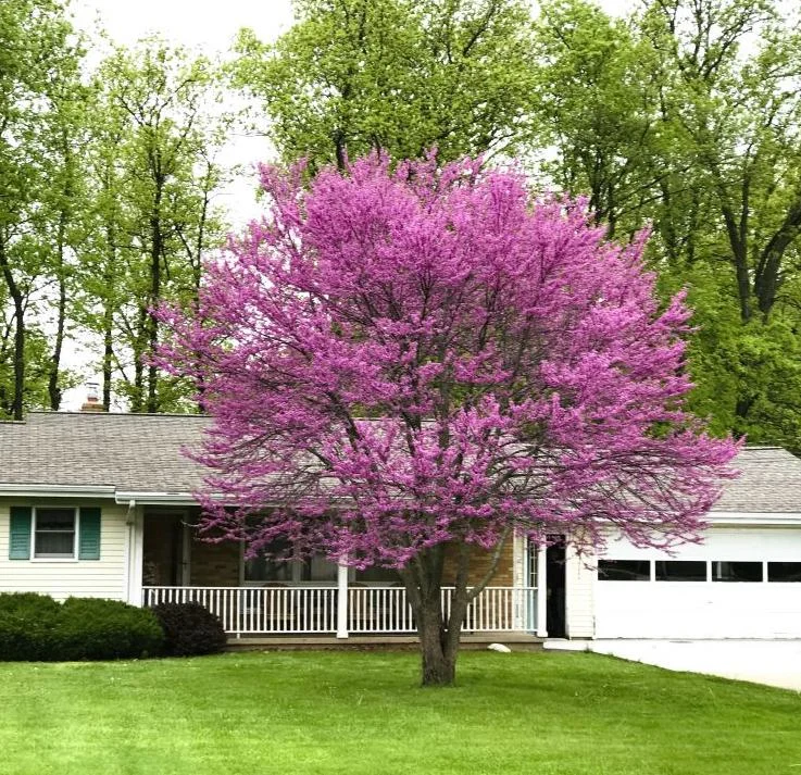 Eastern Redbud Live Plant – 6-12" Tall – 1 Quart Pot – Pink Flowering Tree Eastern Redbud Live Plant – 6-12" Tall – 1 Quart Pot – Pink Flowering Tree - Image 3