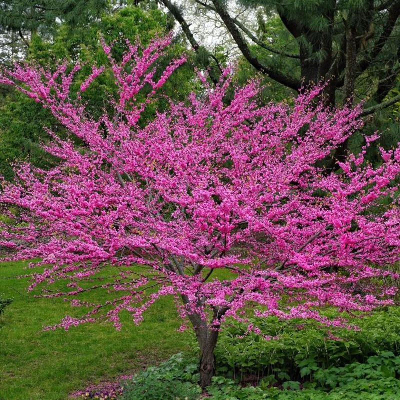 Eastern Redbud Live Plant – 6-12" Tall – 1 Quart Pot – Pink Flowering Tree Eastern Redbud Live Plant – 6-12" Tall – 1 Quart Pot – Pink Flowering Tree - Image 4