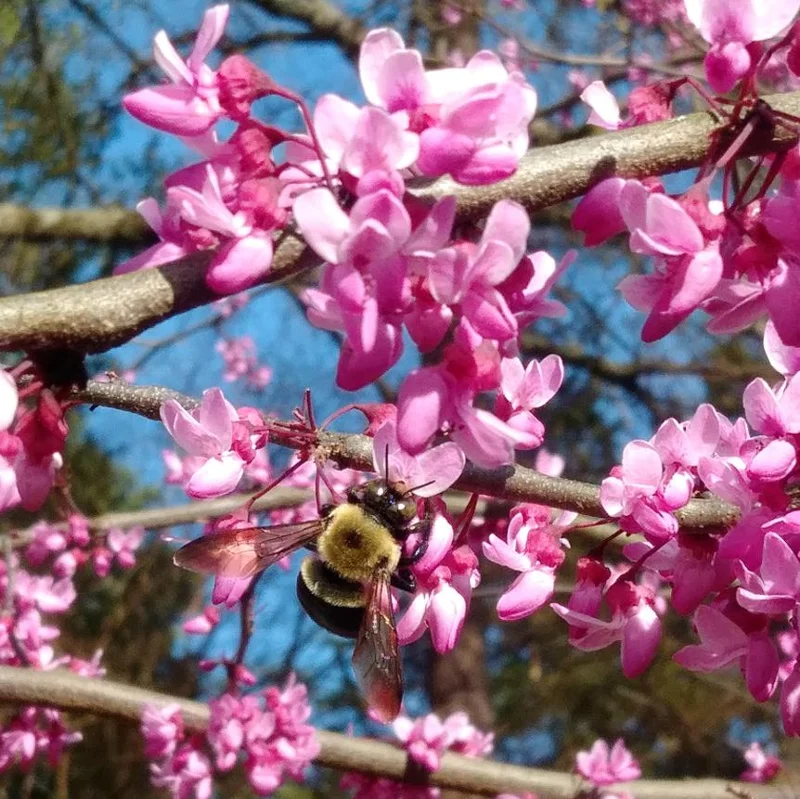 Eastern Redbud Live Plant – 6-12" Tall – 1 Quart Pot – Pink Flowering Tree Eastern Redbud Live Plant – 6-12" Tall – 1 Quart Pot – Pink Flowering Tree - Image 5