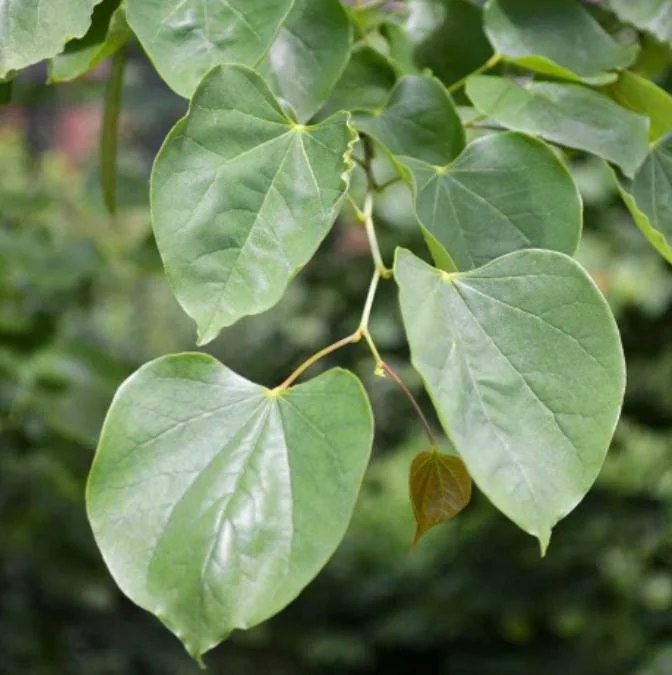 Eastern Redbud Live Plant – 6-12" Tall – 1 Quart Pot – Pink Flowering Tree Eastern Redbud Live Plant – 6-12" Tall – 1 Quart Pot – Pink Flowering Tree - Image 7