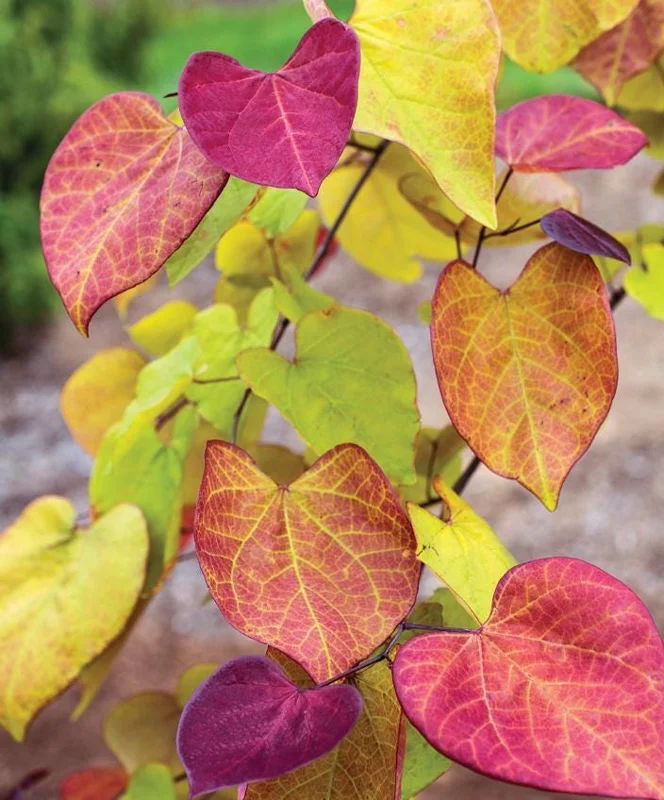 Eastern Redbud Live Plant – 6-12" Tall – 1 Quart Pot – Pink Flowering Tree Eastern Redbud Live Plant – 6-12" Tall – 1 Quart Pot – Pink Flowering Tree - Image 8