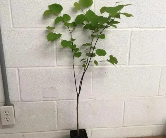 Eastern Redbud Live Plant – 6-12" Tall – 1 Quart Pot – Pink Flowering Tree Eastern Redbud Live Plant – 6-12" Tall – 1 Quart Pot – Pink Flowering Tree - Image 9