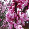 Eastern Redbud Live Plant – 6-12" Tall – 1 Quart Pot – Pink Flowering Tree Eastern Redbud Live Plant – 6-12" Tall – 1 Quart Pot – Pink Flowering Tree - Image 1