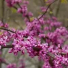 Eastern Redbud Live Plant – 6-12" Tall – 1 Quart Pot – Rosy Pink Flowers – Deciduous Tree - Image 1