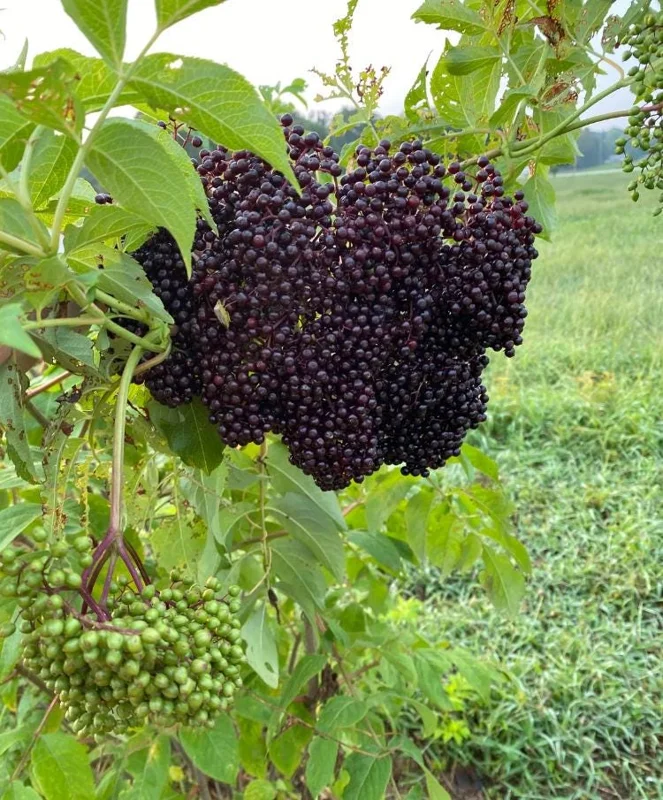 Elderberry Live Plant - 12" Tall Sambucus Canadensis - 1 Quart Pot - Outdoor Fruiting Shrub Elderberry Live Plant - 12" Tall Sambucus Canadensis - 1 Quart Pot - Outdoor Fruiting Shrub - Image 2