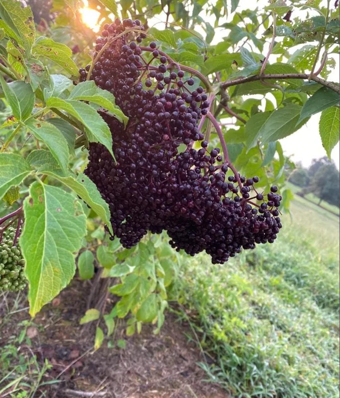 Elderberry Live Plant - 12" Tall Sambucus Canadensis - 1 Quart Pot - Outdoor Fruiting Shrub Elderberry Live Plant - 12" Tall Sambucus Canadensis - 1 Quart Pot - Outdoor Fruiting Shrub - Image 3