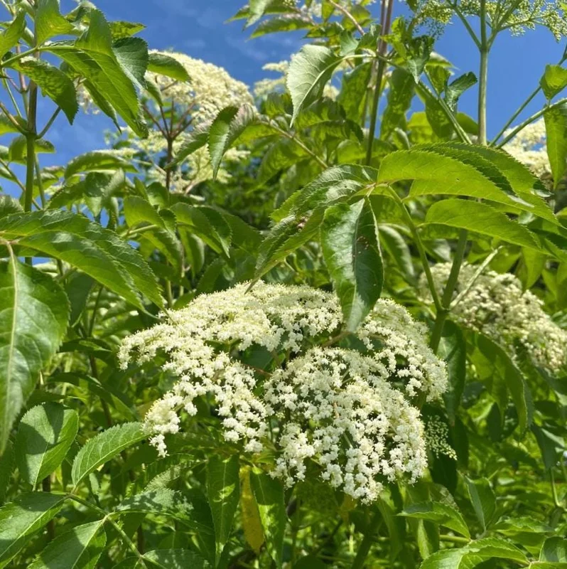 Elderberry Live Plant - 12" Tall Sambucus Canadensis - 1 Quart Pot - Outdoor Fruiting Shrub Elderberry Live Plant - 12" Tall Sambucus Canadensis - 1 Quart Pot - Outdoor Fruiting Shrub - Image 4