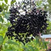 Elderberry Live Plant - 12" Tall Sambucus Canadensis - 1 Quart Pot - Outdoor Fruiting Shrub Elderberry Live Plant - 12" Tall Sambucus Canadensis - 1 Quart Pot - Outdoor Fruiting Shrub - Image 1