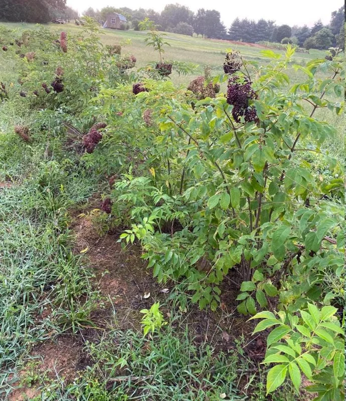 Elderberry Live Plant - 12" Tall Sambucus Canadensis - 1 Quart Pot - Outdoor Fruiting Shrub Elderberry Live Plant - 12" Tall Sambucus Canadensis - 1 Quart Pot - Outdoor Fruiting Shrub - Image 5