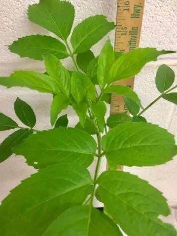 Elderberry Live Plant - 12" Tall Sambucus Canadensis - 1 Quart Pot - Outdoor Fruiting Shrub Elderberry Live Plant - 12" Tall Sambucus Canadensis - 1 Quart Pot - Outdoor Fruiting Shrub - Image 6