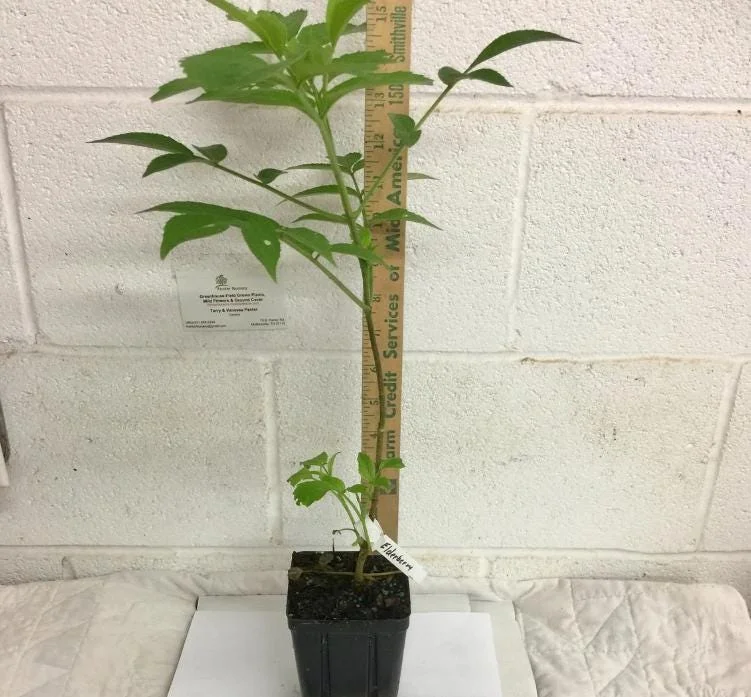 Elderberry Live Plant - 12" Tall Sambucus Canadensis - 1 Quart Pot - Outdoor Fruiting Shrub Elderberry Live Plant - 12" Tall Sambucus Canadensis - 1 Quart Pot - Outdoor Fruiting Shrub - Image 7