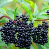 Elderberry Live Plant - Sambucus Canadensis - 12" Tall, 1 Quart Pot - Outdoor Elderberry Live Plant - Sambucus Canadensis - 12" Tall, 1 Quart Pot - Outdoor - Image 1