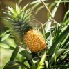 Elite Gold Pineapple Live Plant Starter - Sweet Fruit - 4-6 Inches Tall - Image 1