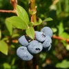 Elliott Blueberry Live Plant - Vaccinium elliottii Highbush Starter - USDA Zones 4-7 - Image 1