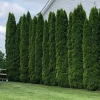 Emerald Green Arborvitae Live Tree - 12-18" Tall - 1 Gallon Pot - Outdoor Evergreen Emerald Green Arborvitae Live Tree - 12-18" Tall - 1 Gallon Pot - Outdoor Evergreen - Image 1