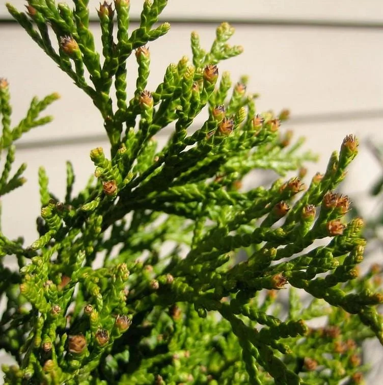 Emerald Green Arborvitae Live Tree - 6-12" Tall - 3" Pot - Evergreen Plant Emerald Green Arborvitae Live Tree - 6-12" Tall - 3" Pot - Evergreen Plant - Image 2
