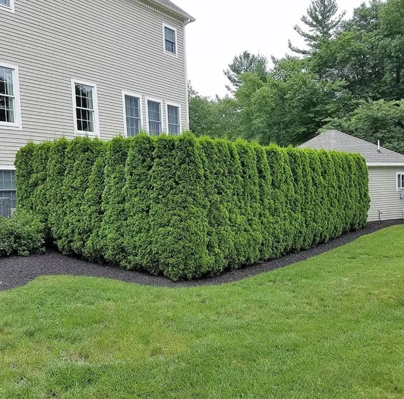 Emerald Green Arborvitae Live Tree - 6-12" Tall - 3" Pot - Evergreen Outdoor Shrub Emerald Green Arborvitae Live Tree - 6-12" Tall - 3" Pot - Evergreen Outdoor Shrub - Image 3