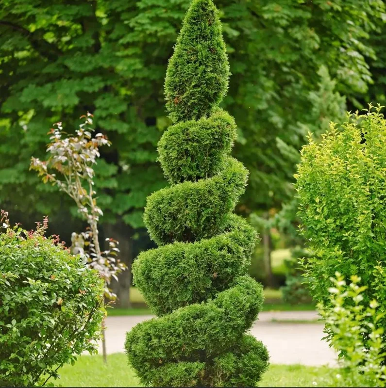 Emerald Green Arborvitae Live Tree - 6-12" Tall - 3" Pot - Evergreen Plant Emerald Green Arborvitae Live Tree - 6-12" Tall - 3" Pot - Evergreen Plant - Image 4