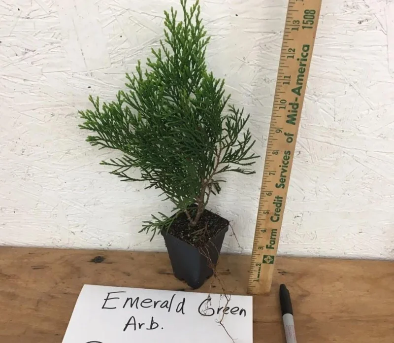 Emerald Green Arborvitae Live Tree - 6-12" Tall - 3" Pot - Evergreen Plant Emerald Green Arborvitae Live Tree - 6-12" Tall - 3" Pot - Evergreen Plant - Image 5