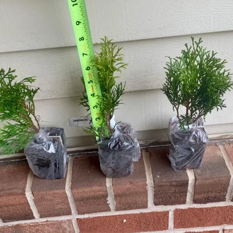 Emerald Green Arborvitae Live Tree - 6-12" Tall - 3" Pot - Evergreen Plant Emerald Green Arborvitae Live Tree - 6-12" Tall - 3" Pot - Evergreen Plant - Image 6