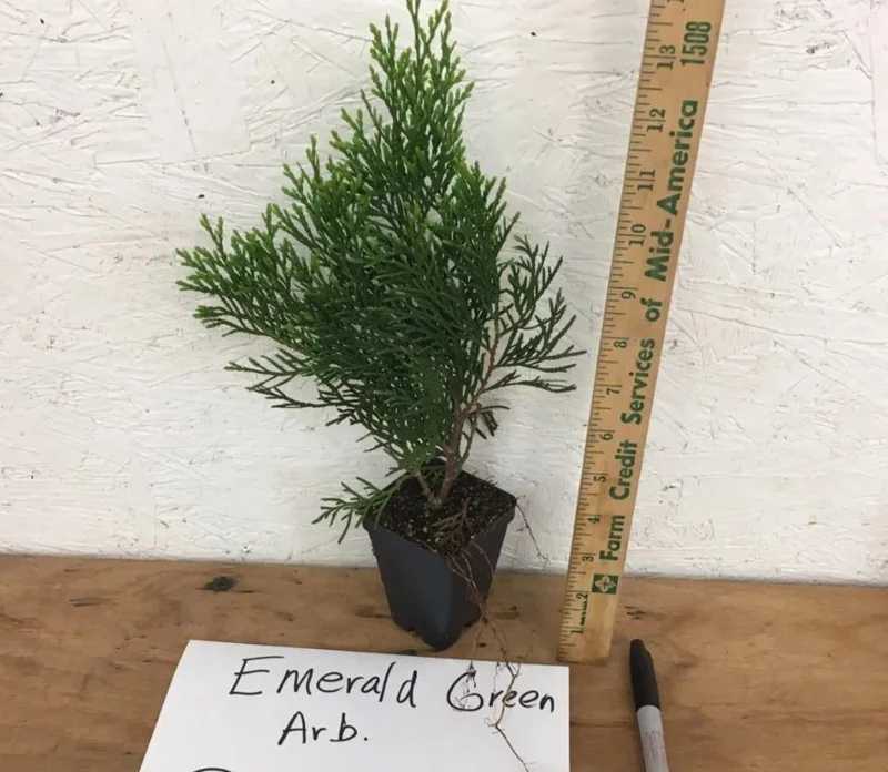 Emerald Green Arborvitae Live Tree - 6-12" Tall - 3" Pot - Evergreen Outdoor Shrub Emerald Green Arborvitae Live Tree - 6-12" Tall - 3" Pot - Evergreen Outdoor Shrub - Image 6
