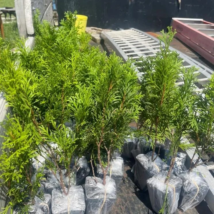 Emerald Green Arborvitae Live Tree - 6-12" Tall - 3" Pot - Evergreen Plant Emerald Green Arborvitae Live Tree - 6-12" Tall - 3" Pot - Evergreen Plant - Image 7