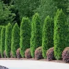 Emerald Green Arborvitae Live Tree - 6-12" Tall - 3" Pot - Evergreen Plant Emerald Green Arborvitae Live Tree - 6-12" Tall - 3" Pot - Evergreen Plant - Image 1