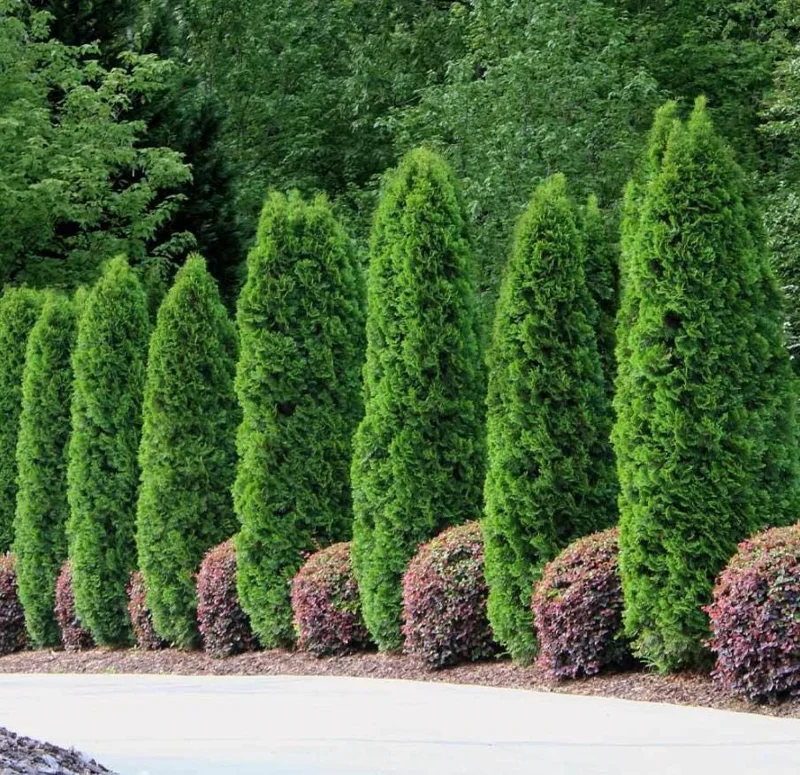 Emerald Green Arborvitae Live Tree - 6-12" Tall - 3" Pot - Evergreen Plant Emerald Green Arborvitae Live Tree - 6-12" Tall - 3" Pot - Evergreen Plant - Image 1