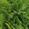 Emerald Green Arborvitae Live Tree – 6-12" Tall – 4" Pot – Outdoor Evergreen Ornamental - Image 1