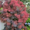 Eupatorium Purple Smoke Live Plant - 6-12" Tall, 4" Pot - Ornamental Perennial - Image 1