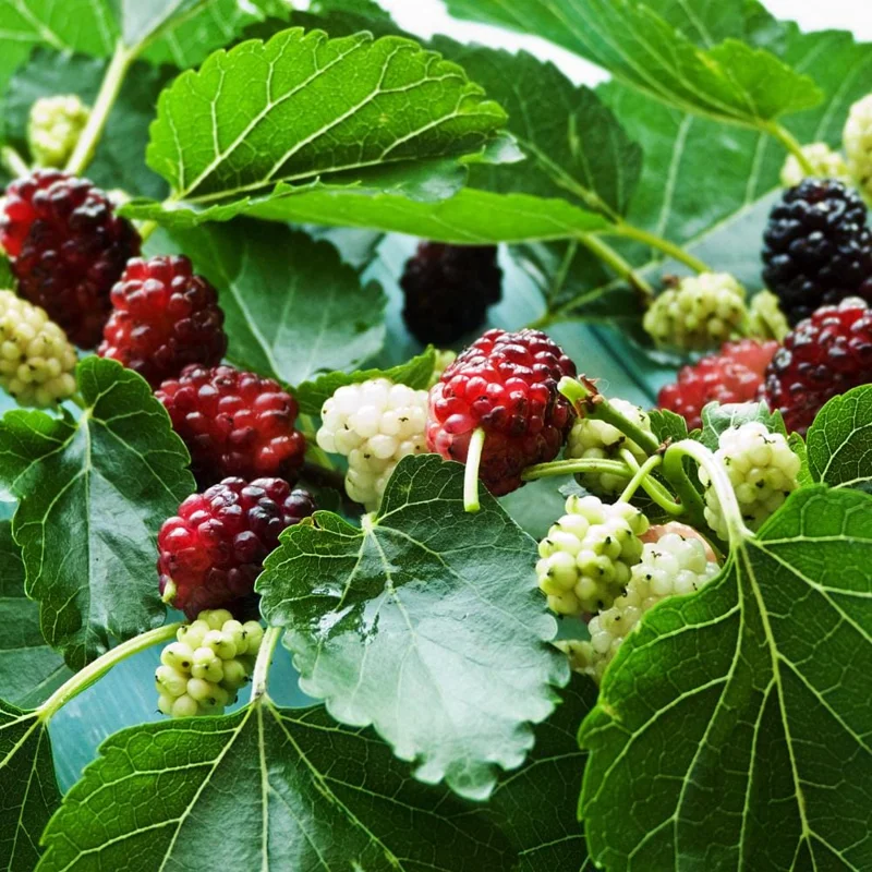 Everbearing Mulberry Tree Live Plant - Half Gallon Pot, Sweet Fruit Everbearing Mulberry Tree Live Plant - Half Gallon Pot, Sweet Fruit - Image 2