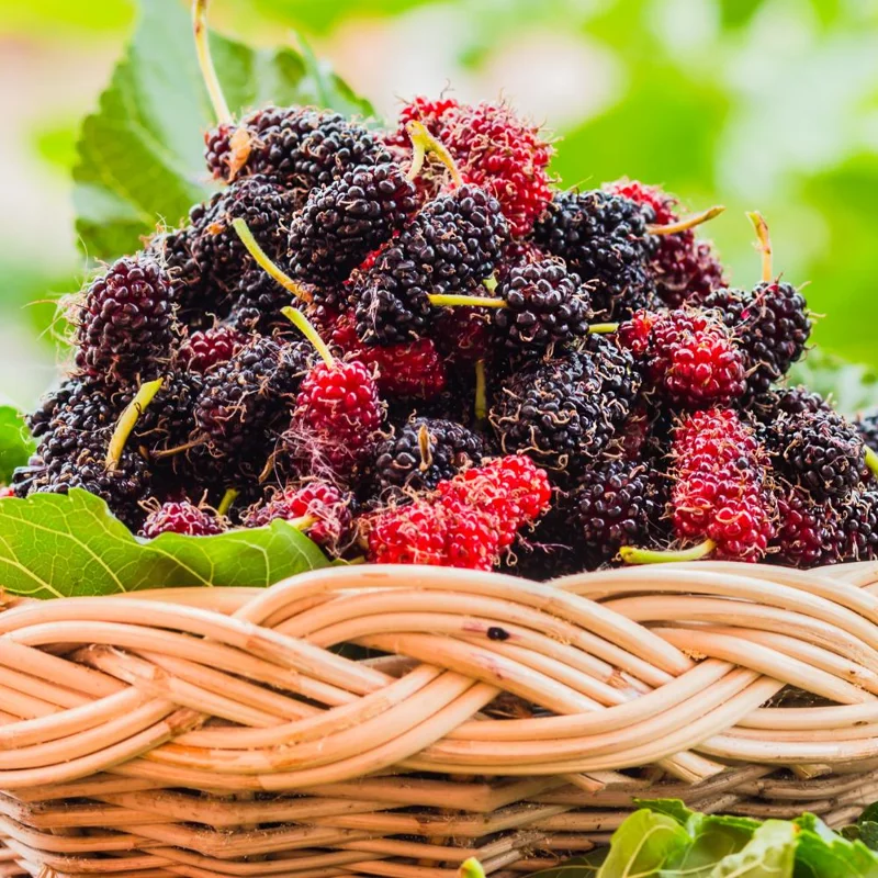 Everbearing Mulberry Tree Live Plant - Half Gallon Pot, Sweet Fruit Everbearing Mulberry Tree Live Plant - Half Gallon Pot, Sweet Fruit - Image 3