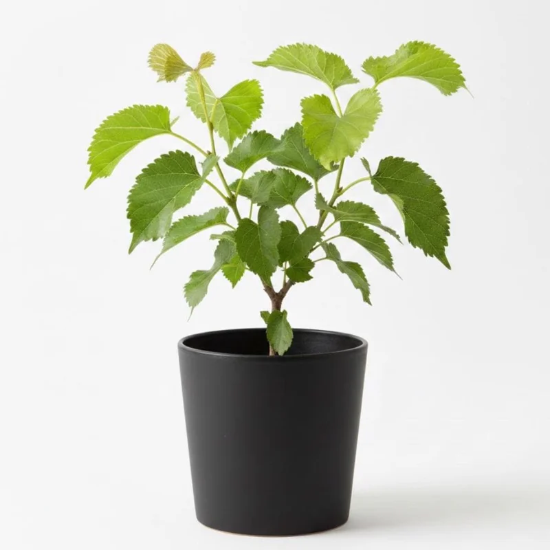 Everbearing Mulberry Tree Live Plant - Half Gallon Pot, Sweet Fruit Everbearing Mulberry Tree Live Plant - Half Gallon Pot, Sweet Fruit - Image 4
