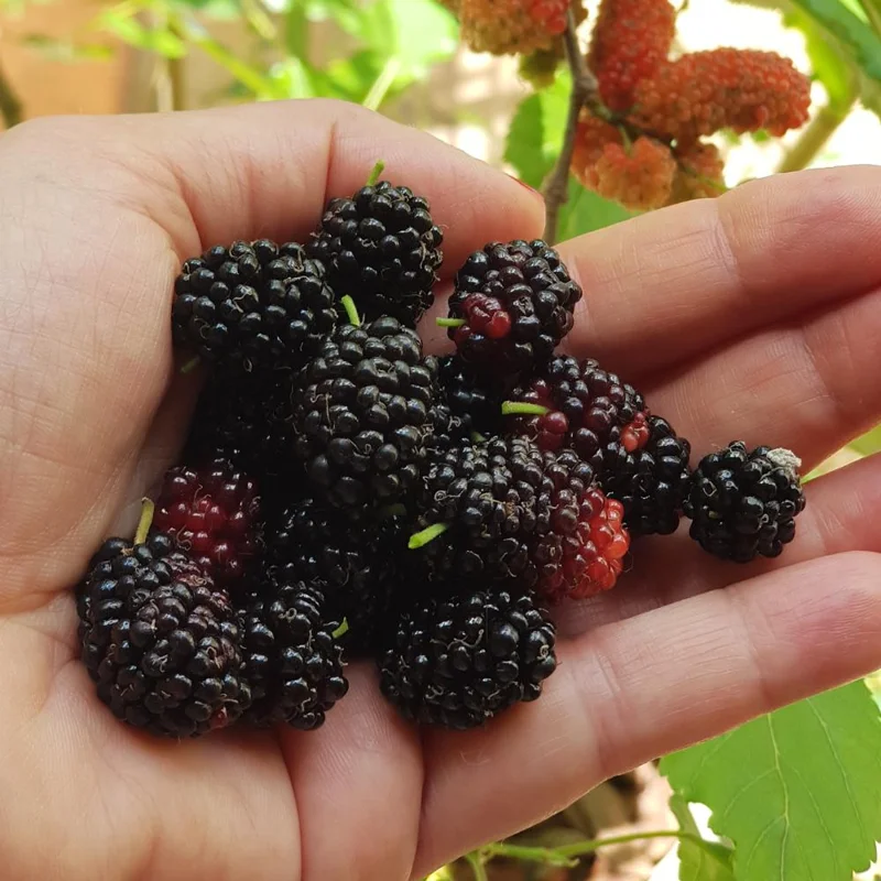 Everbearing Mulberry Tree Live Plant - Half Gallon Pot, Sweet Fruit Everbearing Mulberry Tree Live Plant - Half Gallon Pot, Sweet Fruit - Image 5