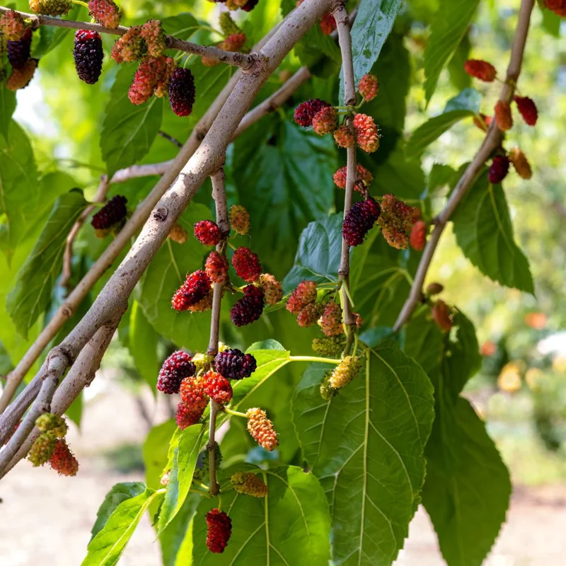 Everbearing Mulberry Tree Live Plant - Half Gallon Pot, Sweet Fruit Everbearing Mulberry Tree Live Plant - Half Gallon Pot, Sweet Fruit - Image 6