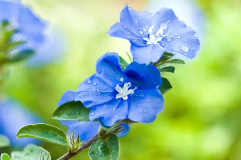 Evolvulus Blue Daze Live Plant – 2 Pack, 4-6" Tall, Vibrant Blue Flowers, Outdoor Evolvulus Blue Daze Live Plant – 2 Pack, 4-6" Tall, Vibrant Blue Flowers, Outdoor - Image 3