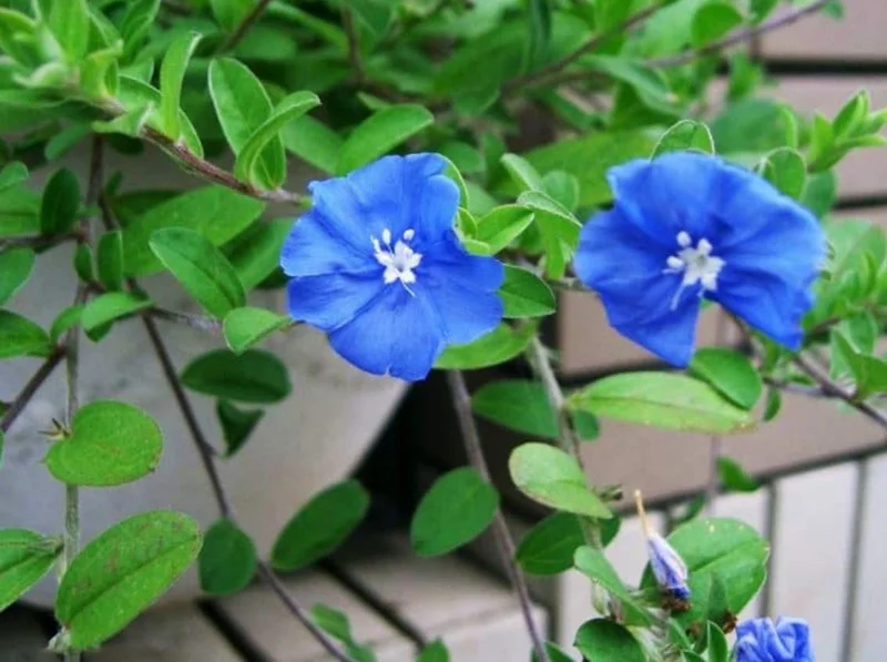 Evolvulus Blue Daze Live Plant – 2 Pack, 4-6" Tall, Vibrant Blue Flowers, Outdoor Evolvulus Blue Daze Live Plant – 2 Pack, 4-6" Tall, Vibrant Blue Flowers, Outdoor - Image 4