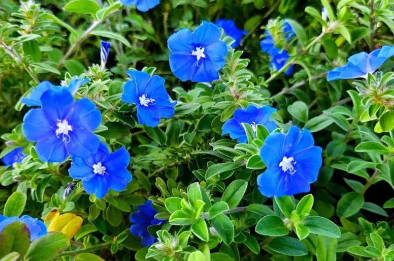Evolvulus Blue Daze Live Plant – 2 Pack, 4-6" Tall, Vibrant Blue Flowers, Outdoor Evolvulus Blue Daze Live Plant – 2 Pack, 4-6" Tall, Vibrant Blue Flowers, Outdoor - Image 5