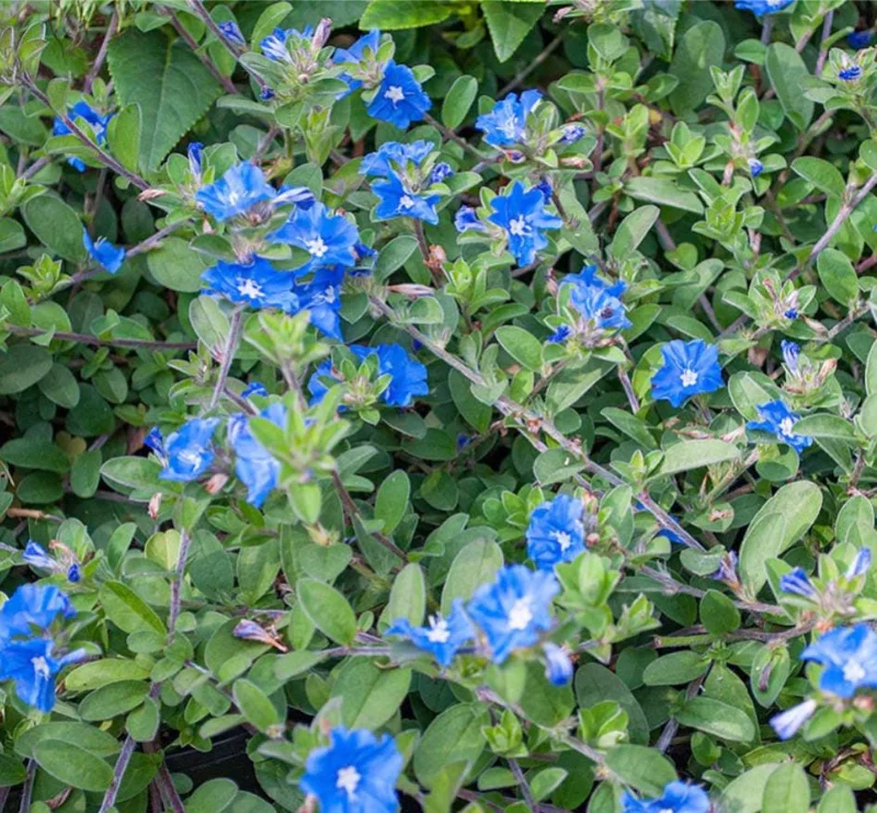 Evolvulus Blue Daze Live Plant – 2 Pack, 4-6" Tall, Vibrant Blue Flowers, Outdoor Evolvulus Blue Daze Live Plant – 2 Pack, 4-6" Tall, Vibrant Blue Flowers, Outdoor - Image 6