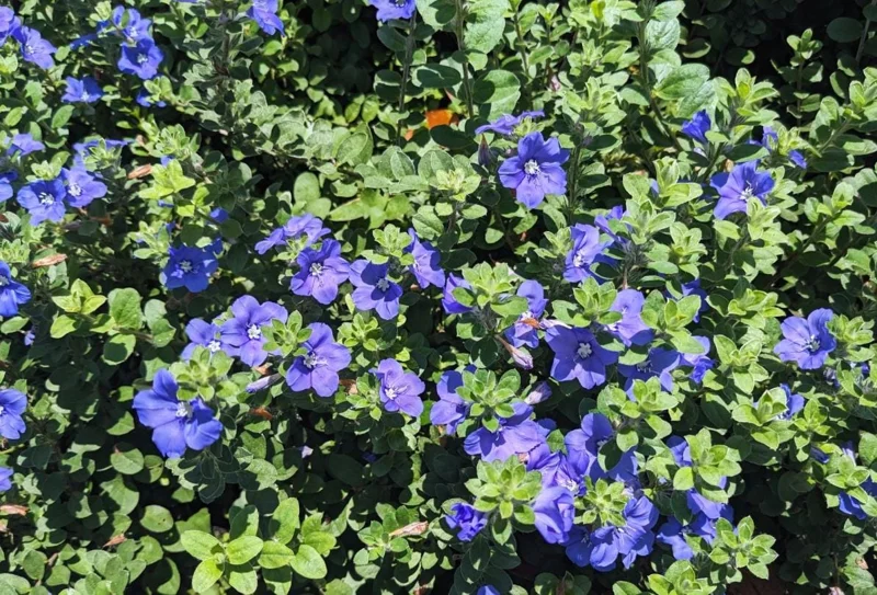 Evolvulus Blue Daze Live Plant – 2 Pack, 4-6" Tall, Vibrant Blue Flowers, Outdoor Evolvulus Blue Daze Live Plant – 2 Pack, 4-6" Tall, Vibrant Blue Flowers, Outdoor - Image 8