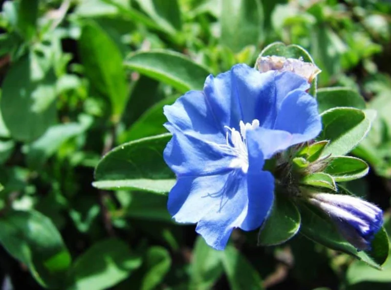 Evolvulus Blue Daze Live Plants – 2 Starter Plants, 4-6" Tall – Vibrant Blue Flowers, Drought Tolerant - Image 2