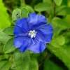 Evolvulus Blue Daze Live Plants – 2 Starter Plants, 4-6" Tall – Vibrant Blue Flowers, Drought Tolerant - Image 1
