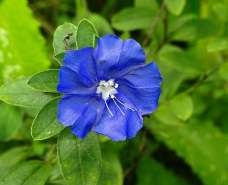 Home Evolvulus Blue Daze Live Plants – 2 Starter Plants, 4-6" Tall – Vibrant Blue Flowers, Drought Tolerant - Image 1