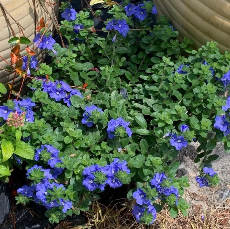Evolvulus Blue Daze Live Plants – 2 Starter Plants, 4-6" Tall – Vibrant Blue Flowers, Drought Tolerant Evolvulus Blue Daze Live Plants – 2 Starter Plants, 4-6" Tall – Vibrant Blue Flowers, Drought Tolerant - Image 7