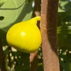 Ficus Carica Louisiana Gold Fig Tree Live Plant, Starter, 4-8 Inch Tall, Fruit Tree - Image 1