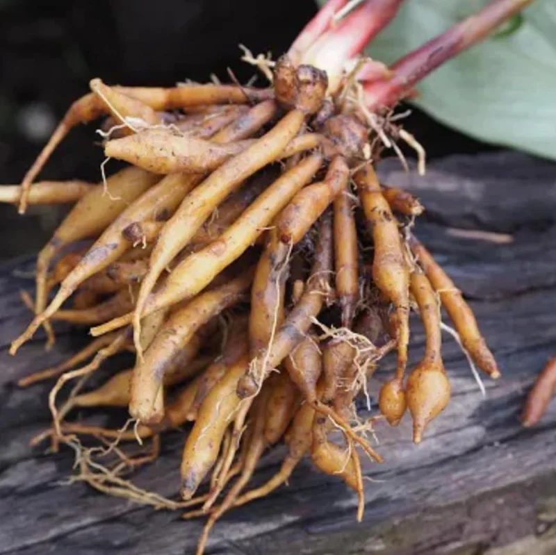 Finger Root Live Plant Starter - Krachai Ginger Plant, 4-8 Inch Tall Finger Root Live Plant Starter - Krachai Ginger Plant, 4-8 Inch Tall - Image 4