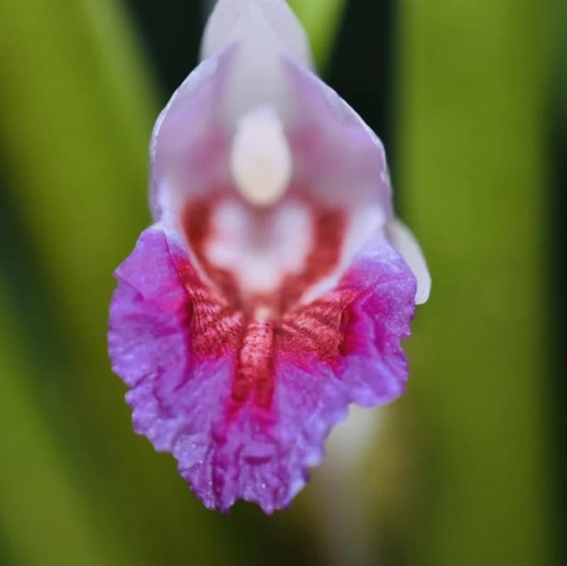 Finger Root Live Plant Starter - Krachai Ginger Plant, 4-8 Inch Tall Finger Root Live Plant Starter - Krachai Ginger Plant, 4-8 Inch Tall - Image 5